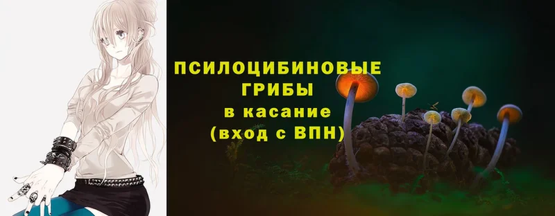 Псилоцибиновые грибы Psilocybe  kraken ссылки  Белинский 